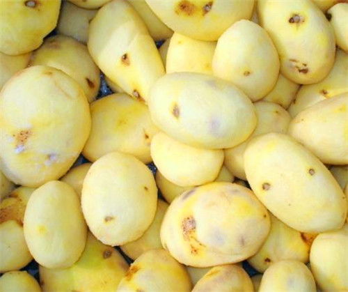 湖北天麻清洗機定制加工 多圖