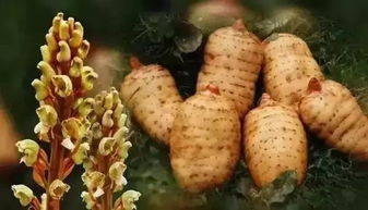 漲知識了 原來貴州藏著這么多全國有名的 特色鄉