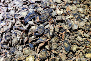 盛夏季節(jié) 滋補(bǔ)飲品市場魚龍混雜 展銷會(huì)上的飲品你敢買嗎