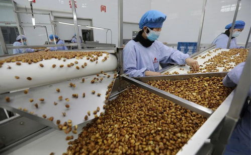 饒陽(yáng)縣 扶貧車間生產(chǎn)忙